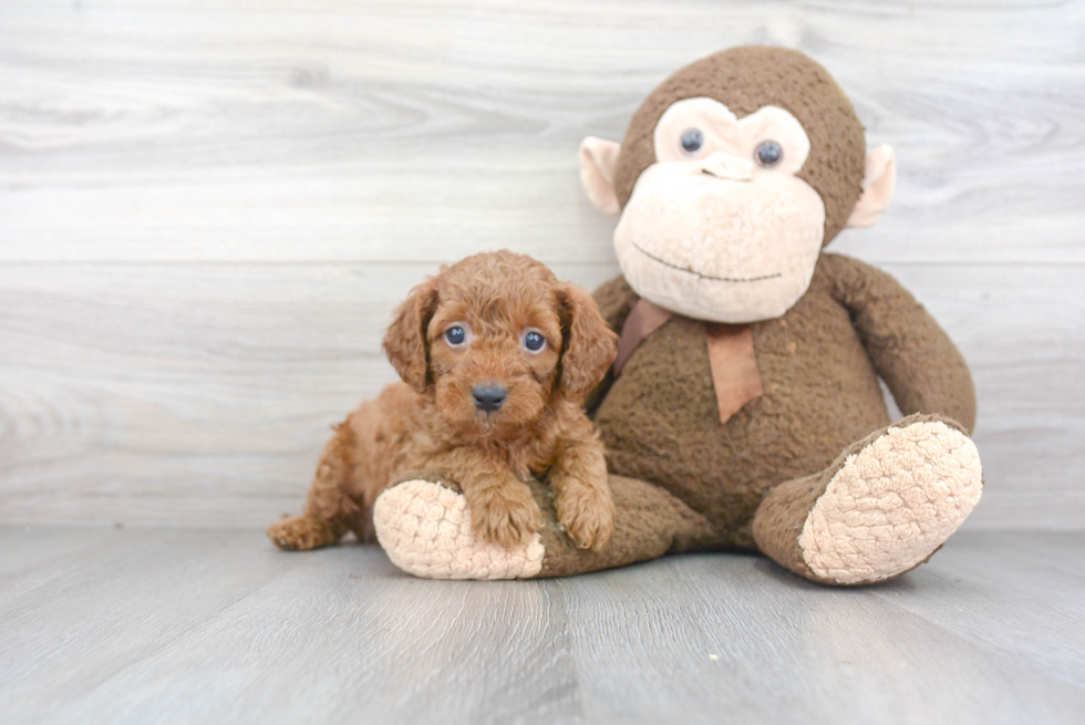 Sweet Mini Goldendoodle Baby