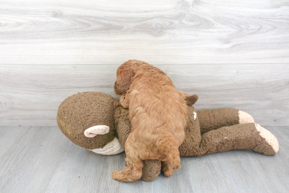 Adorable Golden Retriever Poodle Mix Puppy