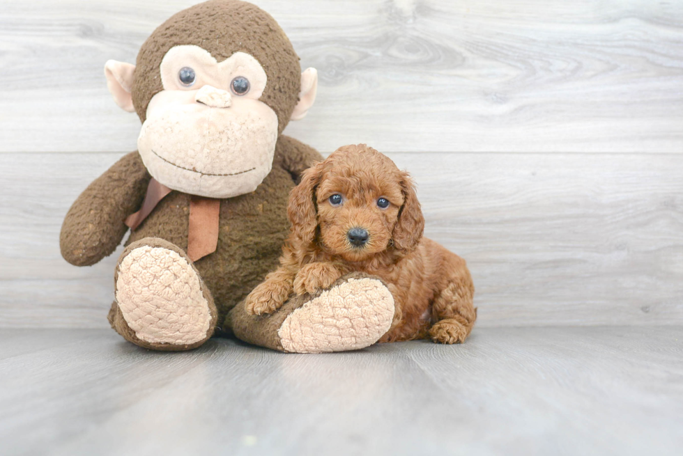 Mini Goldendoodle Puppy for Adoption