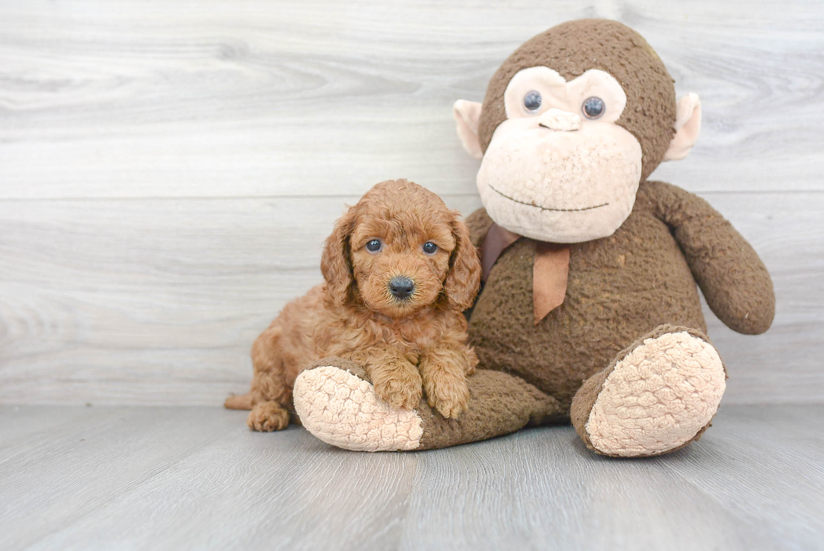 Mini Goldendoodle Puppy for Adoption