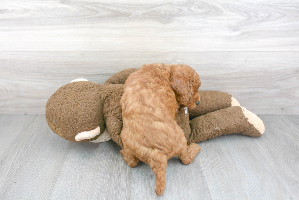 Little Golden Retriever Poodle Mix Puppy