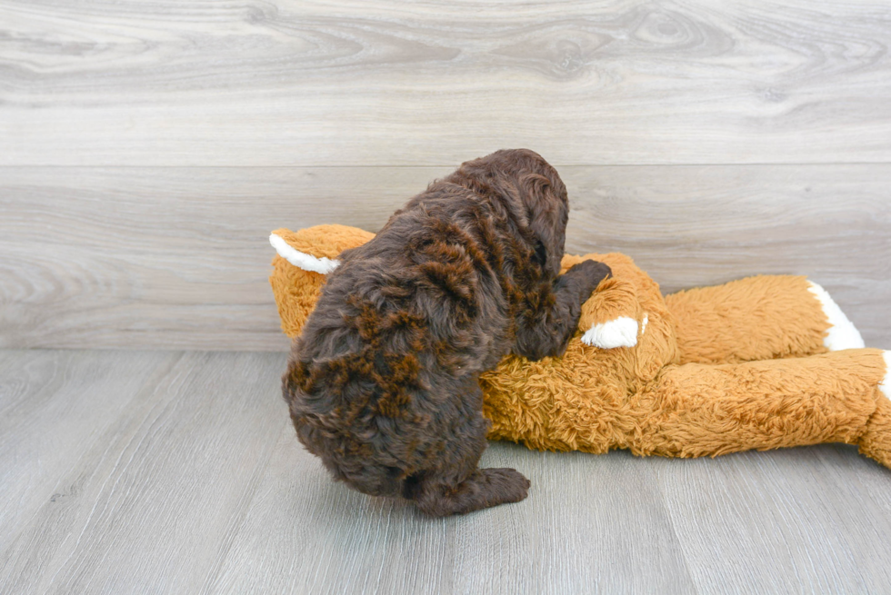 Sweet Mini Goldendoodle Baby