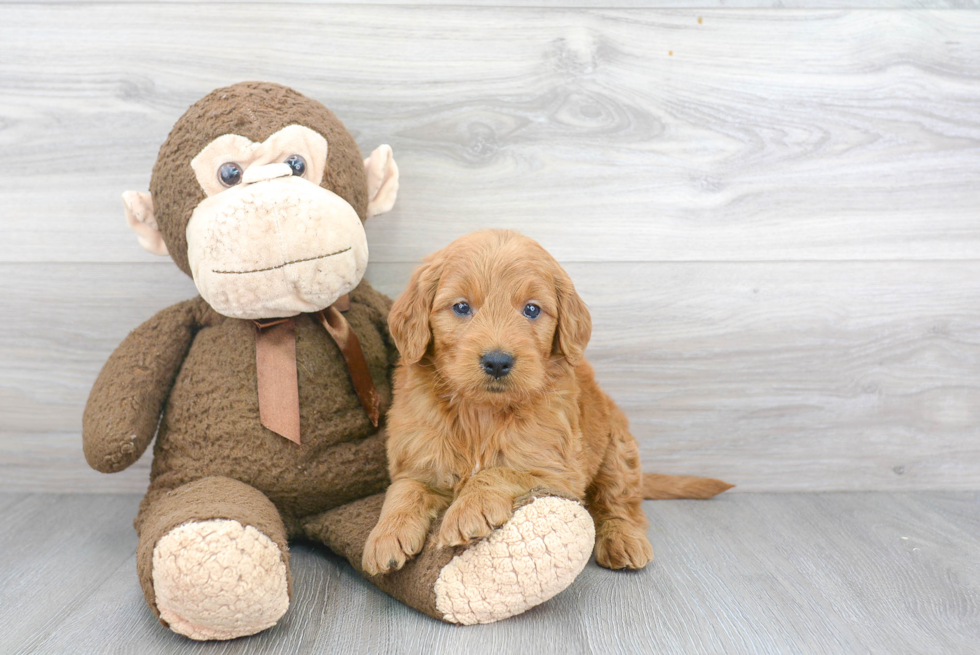 Popular Mini Goldendoodle Poodle Mix Pup