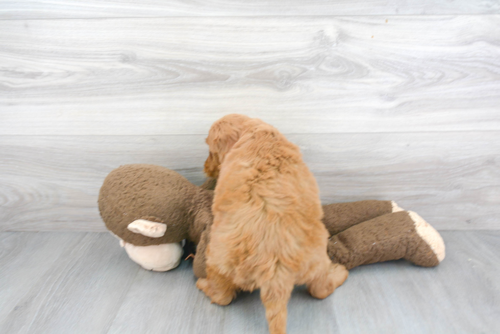 Best Mini Goldendoodle Baby