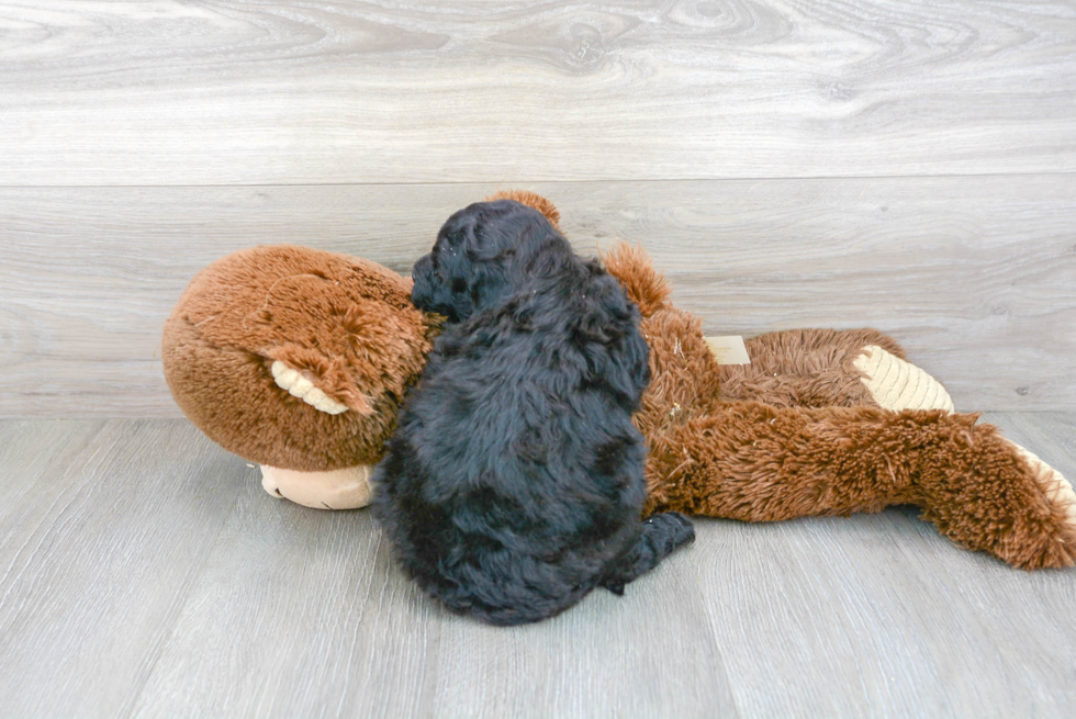 Best Mini Goldendoodle Baby