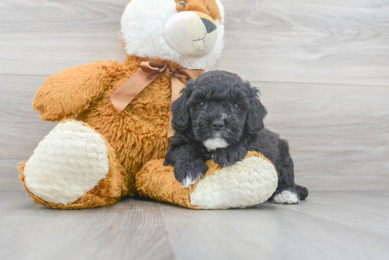 Energetic Golden Retriever Poodle Mix Puppy