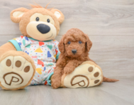 7 week old Mini Goldendoodle Puppy For Sale - Premier Pups