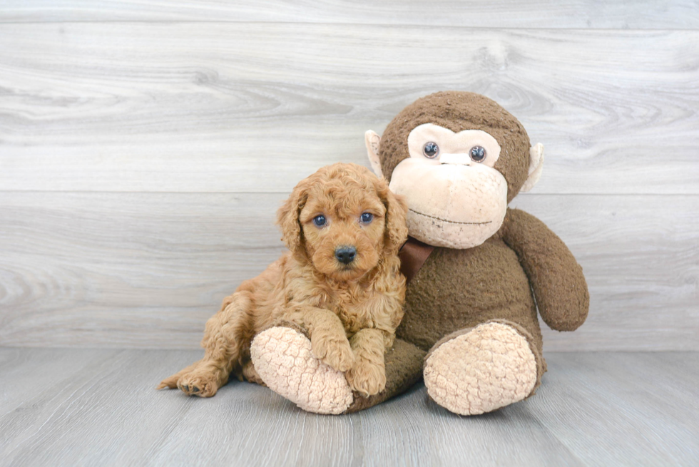 Adorable Golden Retriever Poodle Mix Puppy