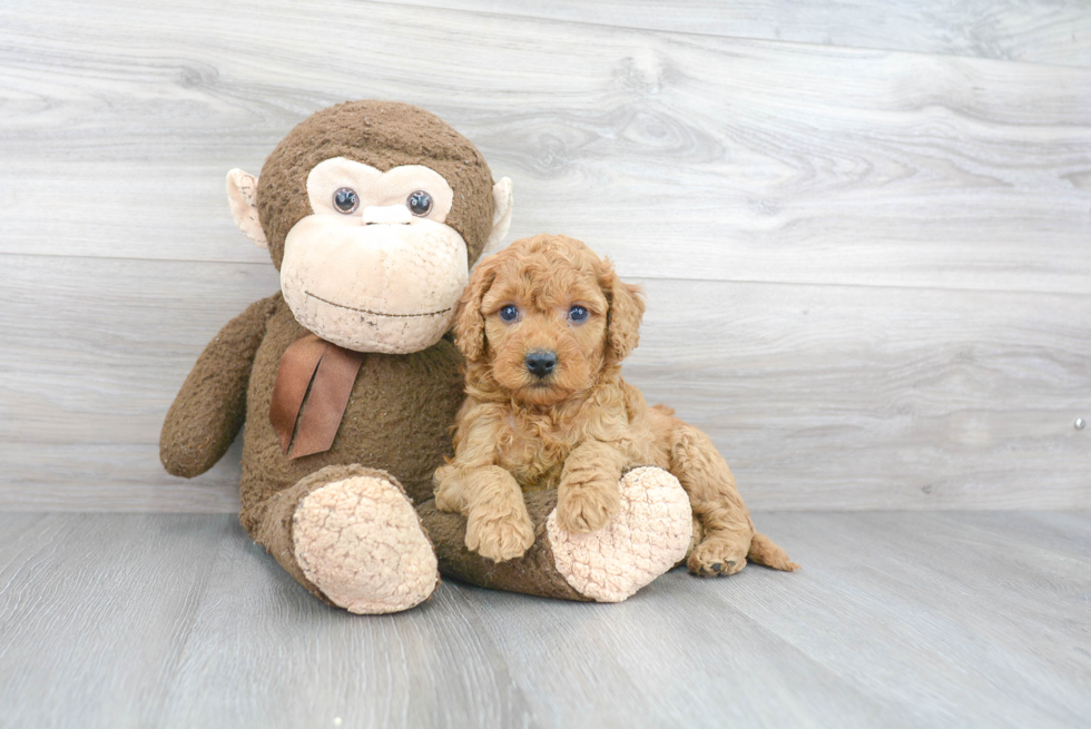 Mini Goldendoodle Puppy for Adoption