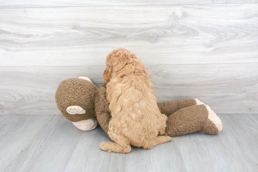 Mini Goldendoodle Pup Being Cute