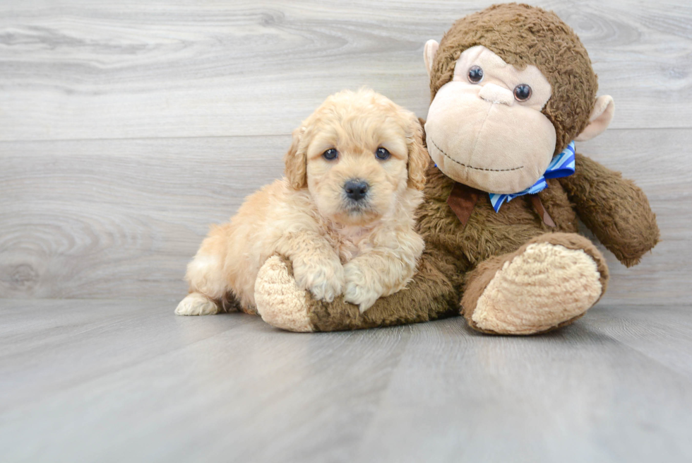 Energetic Golden Retriever Poodle Mix Puppy