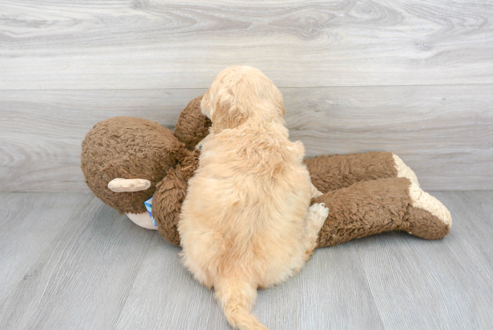 Petite Mini Goldendoodle Poodle Mix Pup