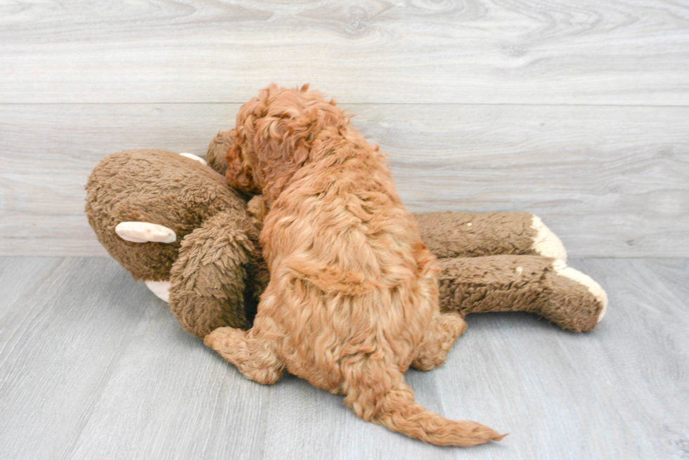 Best Mini Goldendoodle Baby