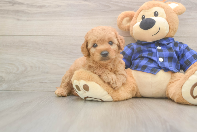 Happy Mini Goldendoodle Baby