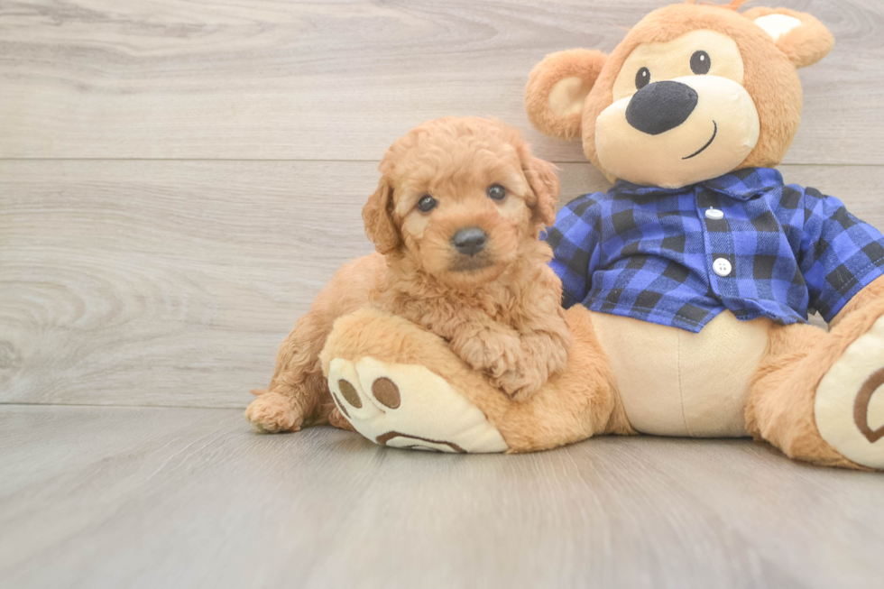 Happy Mini Goldendoodle Baby