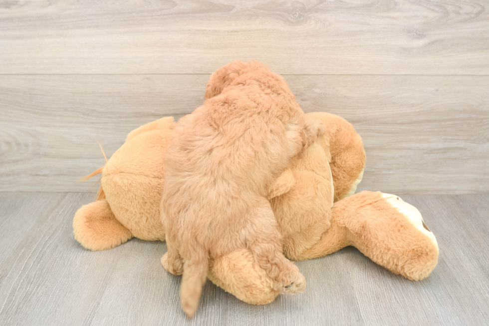 Mini Goldendoodle Puppy for Adoption