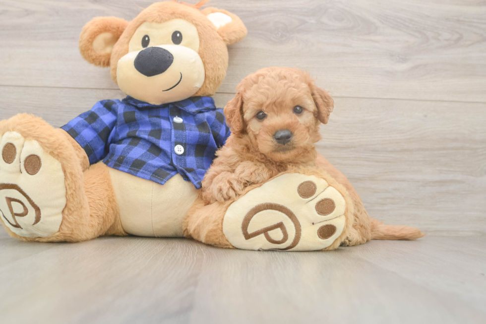 Cute Mini Goldendoodle Baby