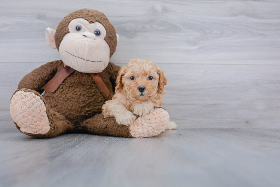 Best Mini Goldendoodle Baby