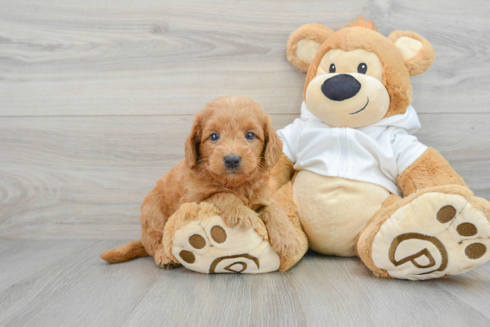 Happy Mini Goldendoodle Baby