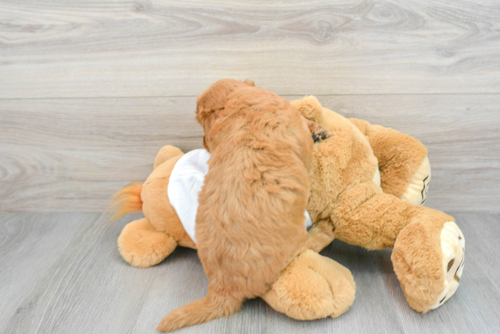 Best Mini Goldendoodle Baby