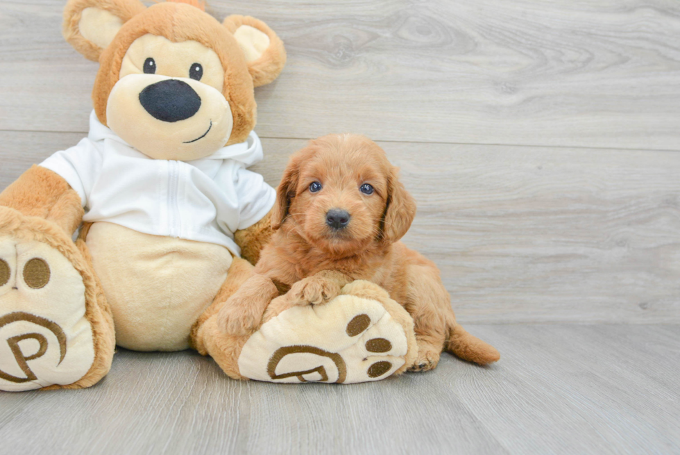 Best Mini Goldendoodle Baby