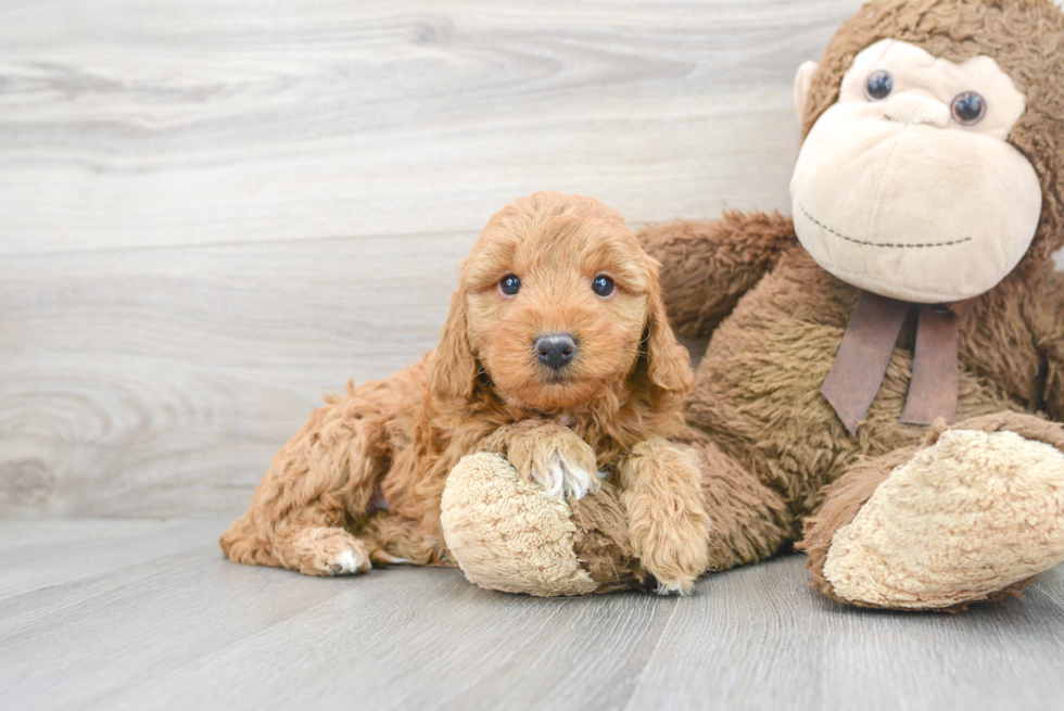 Happy Mini Goldendoodle Baby