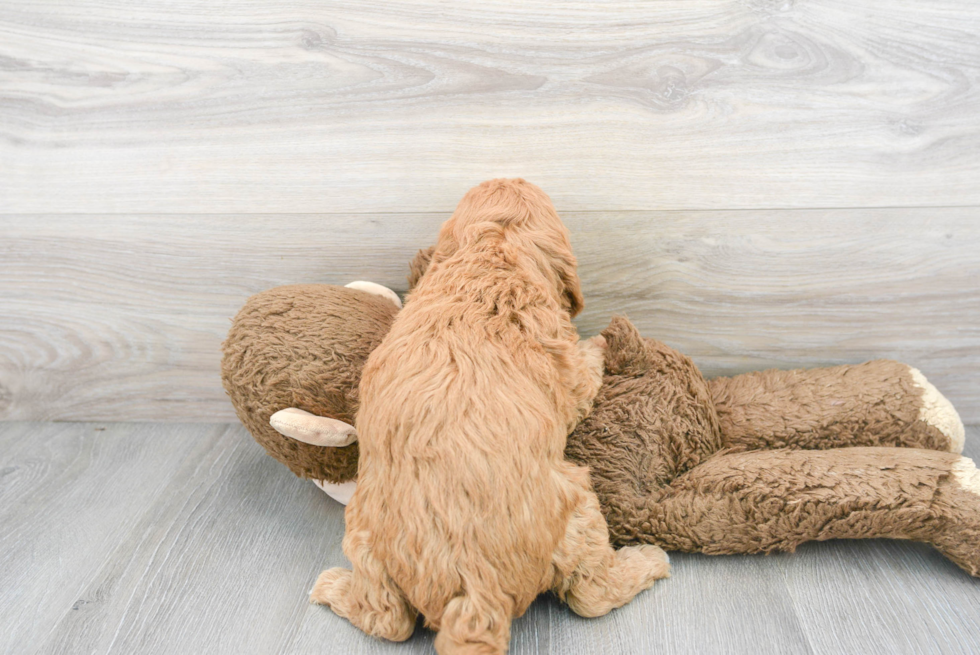 Friendly Mini Goldendoodle Baby