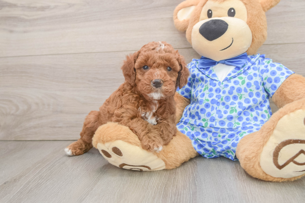 Adorable Golden Retriever Poodle Mix Poodle Mix Puppy