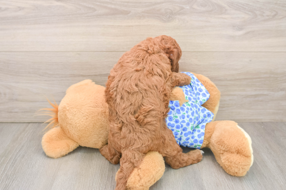 Best Mini Goldendoodle Baby