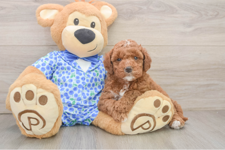 Small Mini Goldendoodle Baby