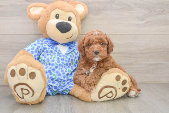 Small Mini Goldendoodle Baby