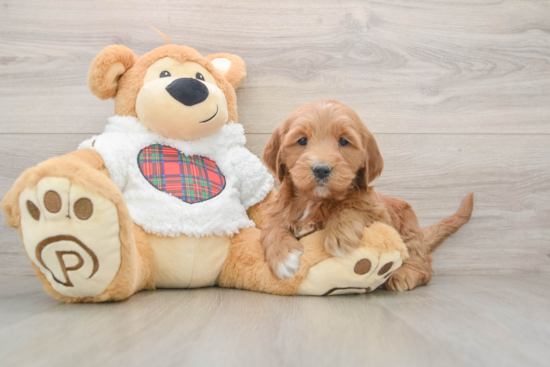 Mini Goldendoodle Puppy for Adoption