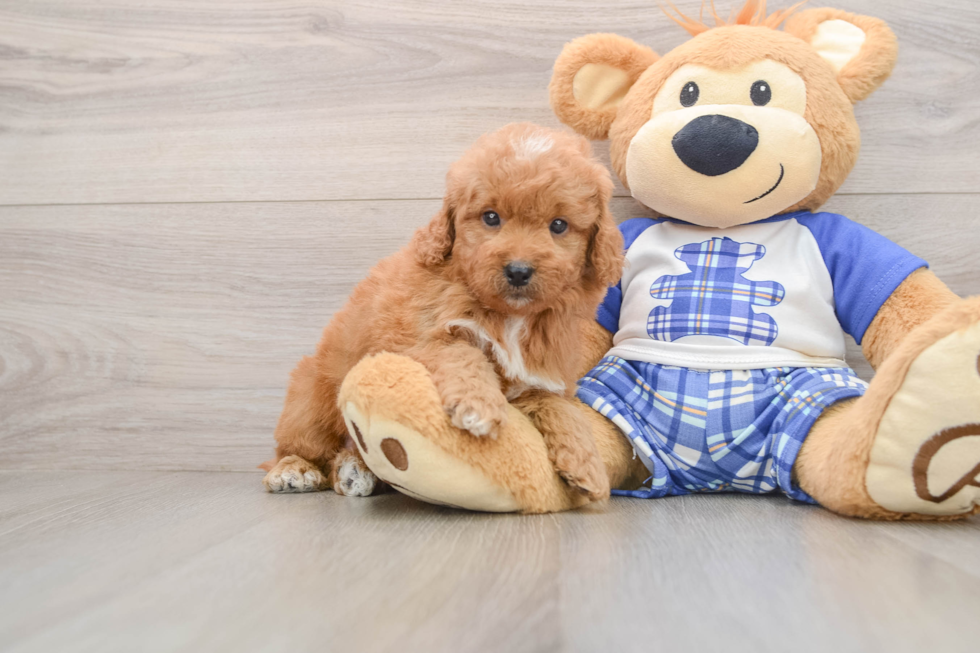 Mini Goldendoodle Pup Being Cute
