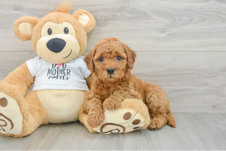 Popular Mini Goldendoodle Poodle Mix Pup