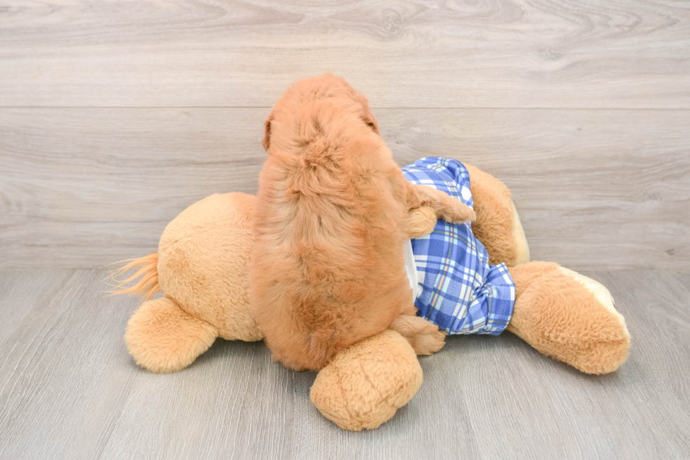 Small Mini Goldendoodle Baby