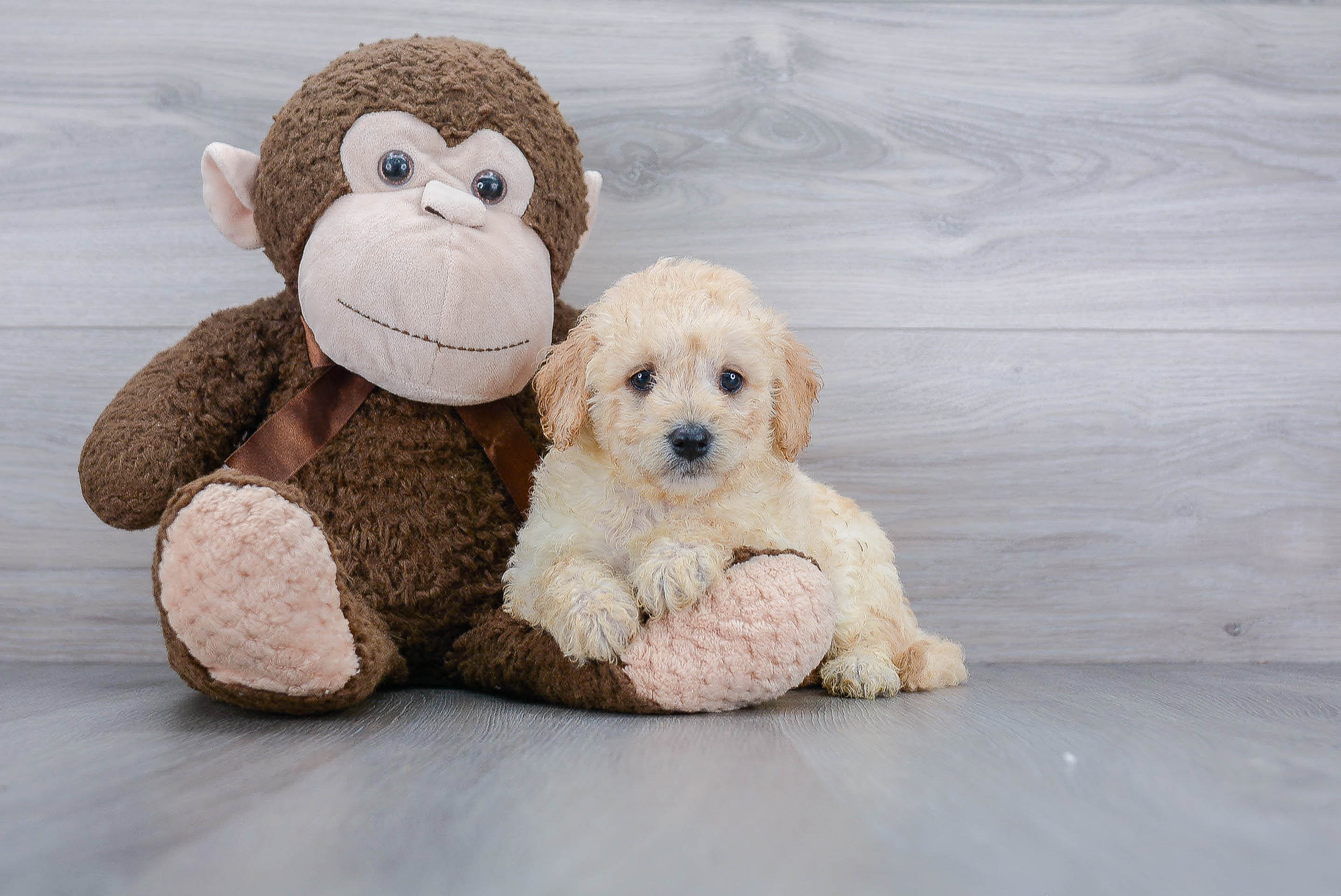 Mini Goldendoodle Puppy for Adoption