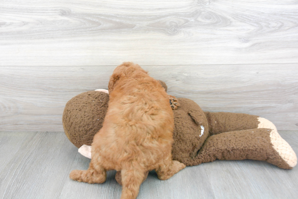 Mini Goldendoodle Pup Being Cute