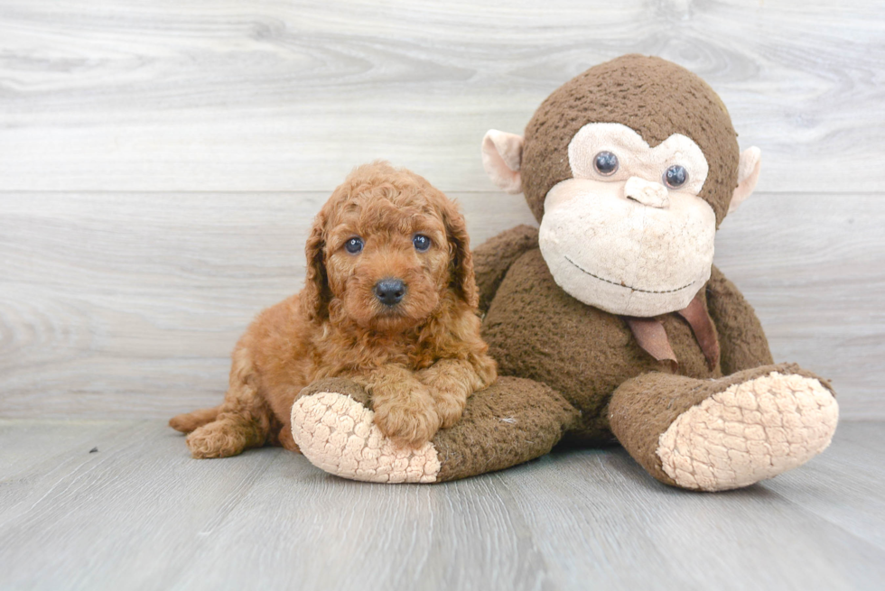 Smart Mini Goldendoodle Poodle Mix Pup
