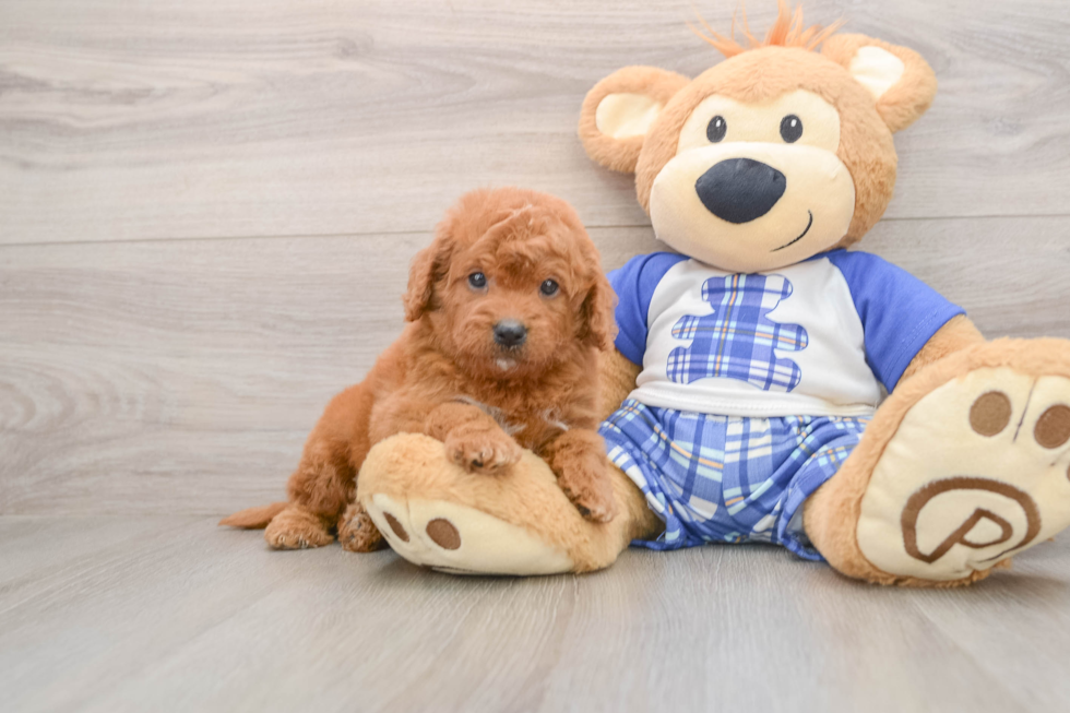 Adorable Golden Retriever Poodle Mix Poodle Mix Puppy