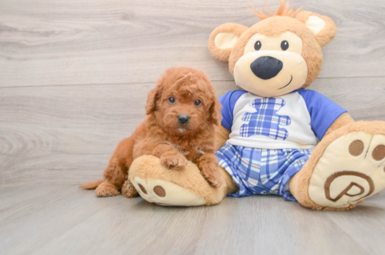 Adorable Golden Retriever Poodle Mix Poodle Mix Puppy