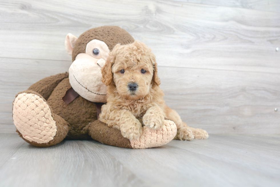 Petite Mini Goldendoodle Poodle Mix Pup