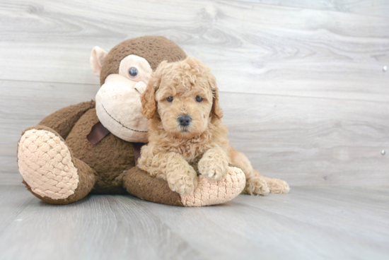 Petite Mini Goldendoodle Poodle Mix Pup