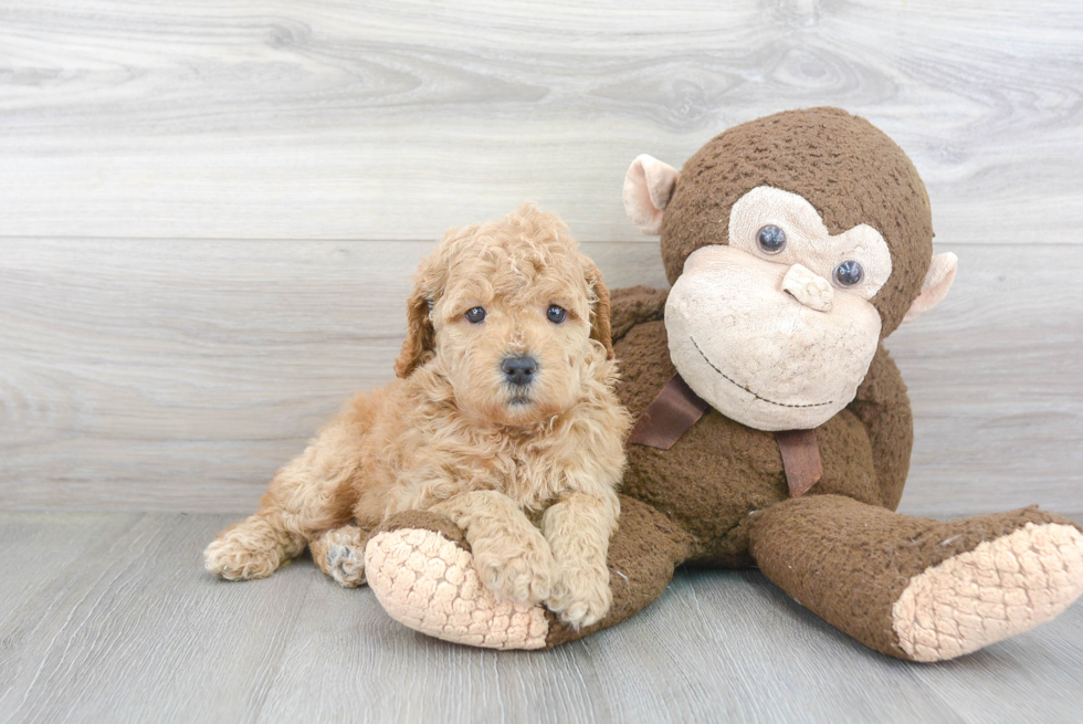 Energetic Golden Retriever Poodle Mix Puppy