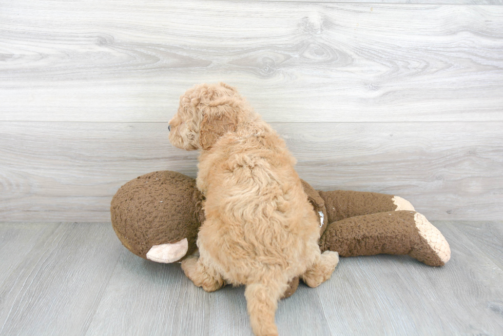 Fluffy Mini Goldendoodle Poodle Mix Pup