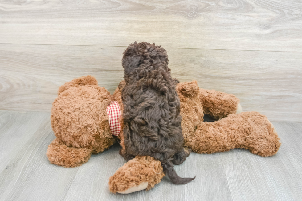 Best Mini Goldendoodle Baby