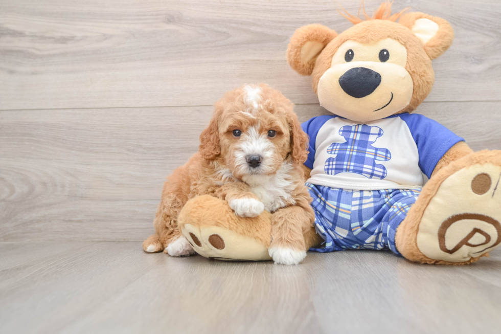 Best Mini Goldendoodle Baby