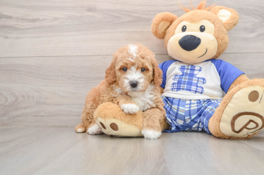 Best Mini Goldendoodle Baby