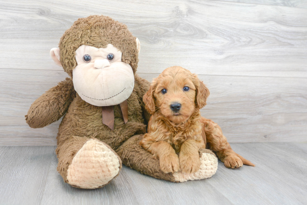Happy Mini Goldendoodle Baby