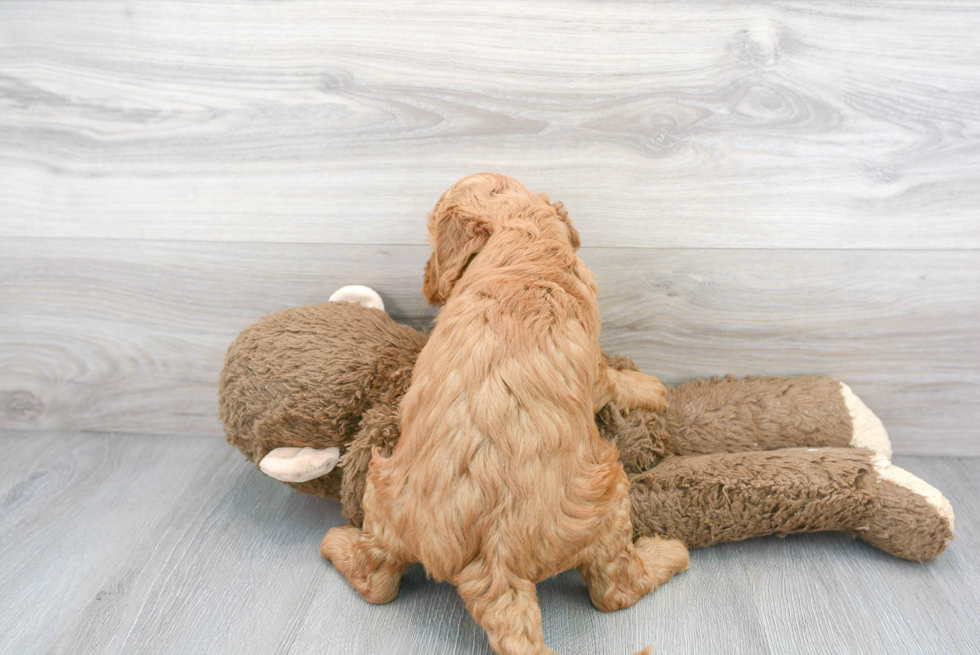Mini Goldendoodle Puppy for Adoption