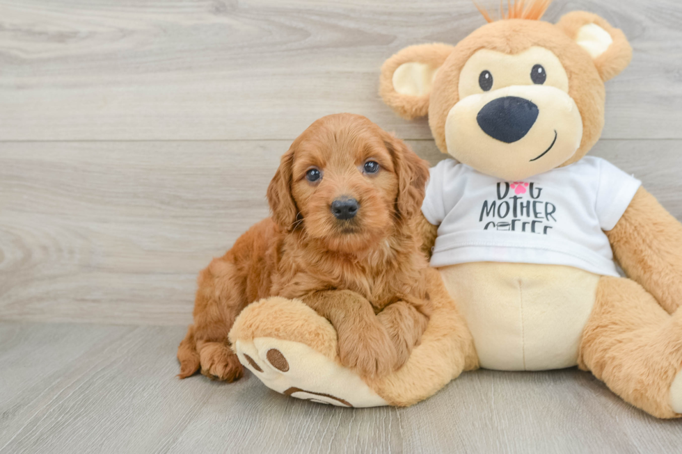Mini Goldendoodle Puppy for Adoption